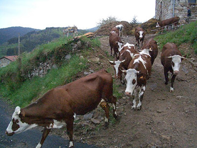 Ferme des Supeyres