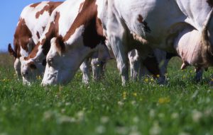 Le Pôle Fromager : au service des filières AOP fromagères du Massif Central