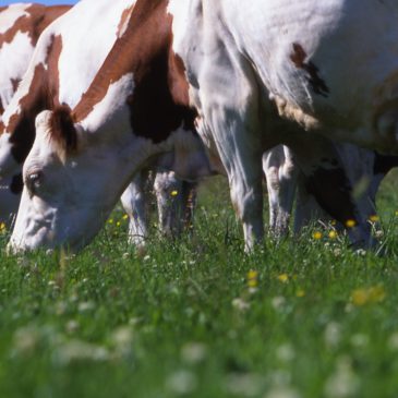 Le Pôle Fromager : au service des filières AOP fromagères du Massif Central