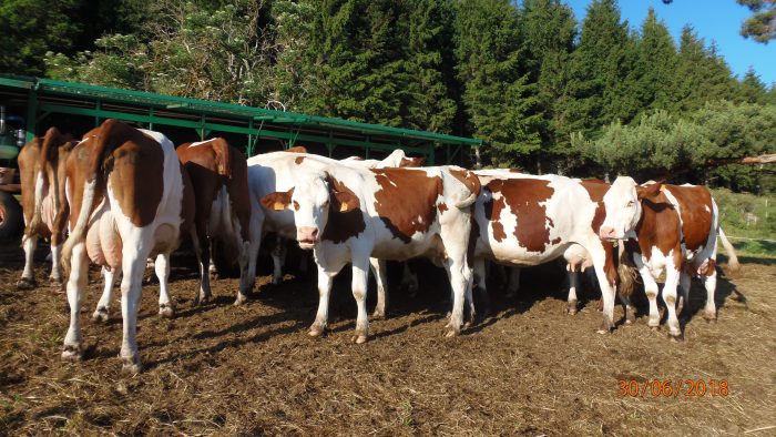 Ferme Saint-Nectaire Pons Beaune Le Froid